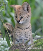 /album/zoovaria-dierentuinnieuws/aachen-zoo-2-jpg/